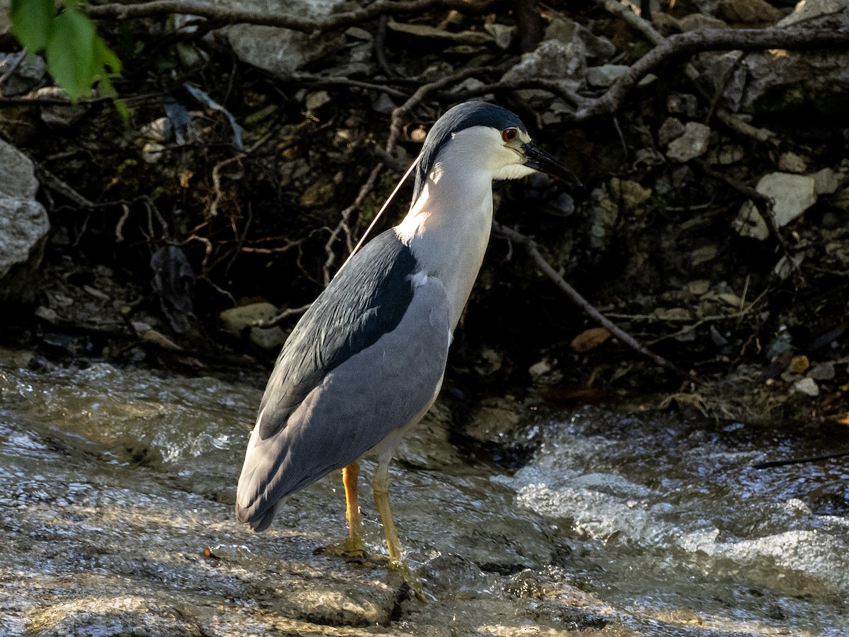 Ногоовор зашин - ML636647573