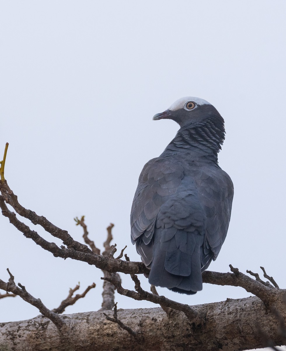 White-crowned Pigeon - ML636647578