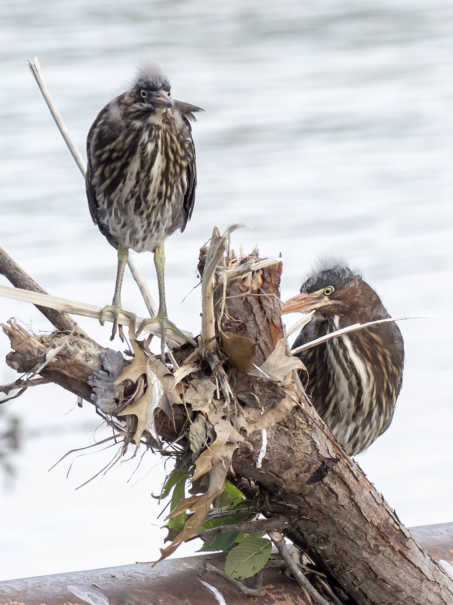 Green Heron - ML636647581