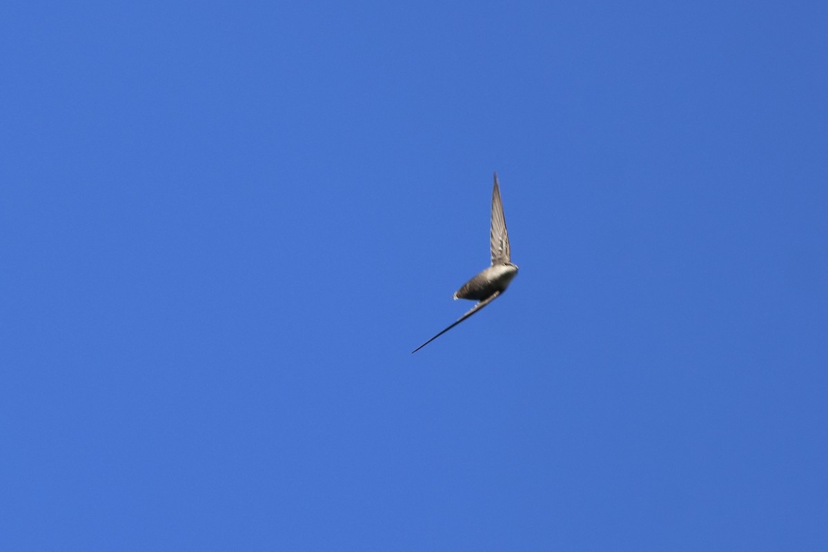 Chimney Swift - E R