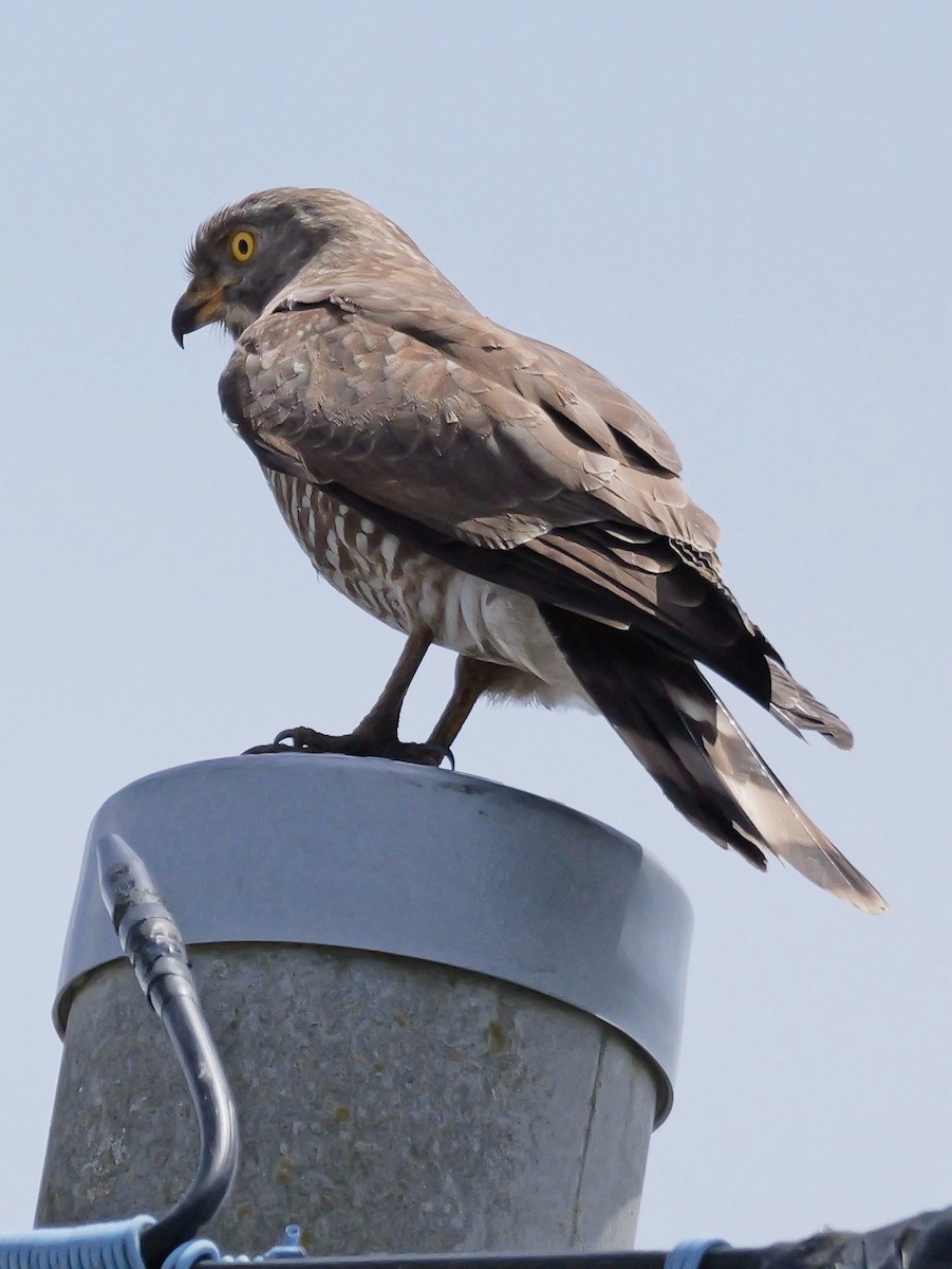 Gray-faced Buzzard - ML636647712
