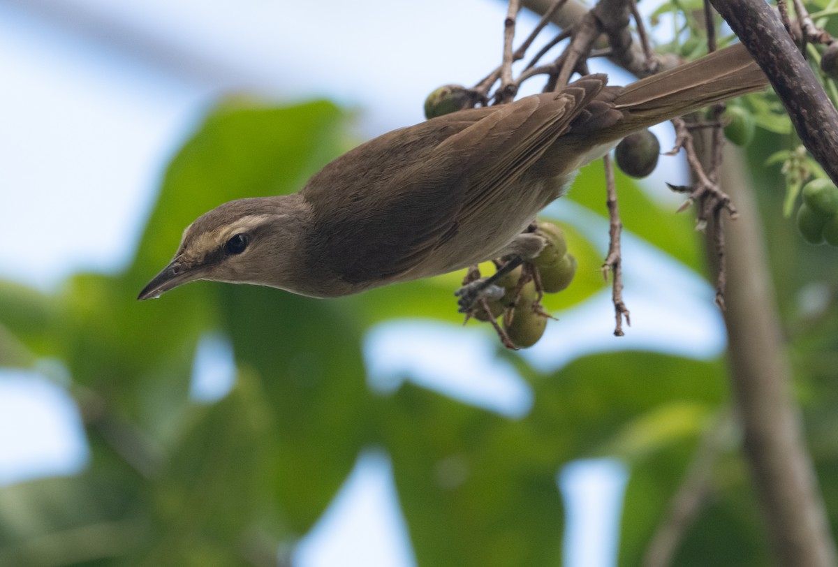 Yucatan Vireo - ML636647717