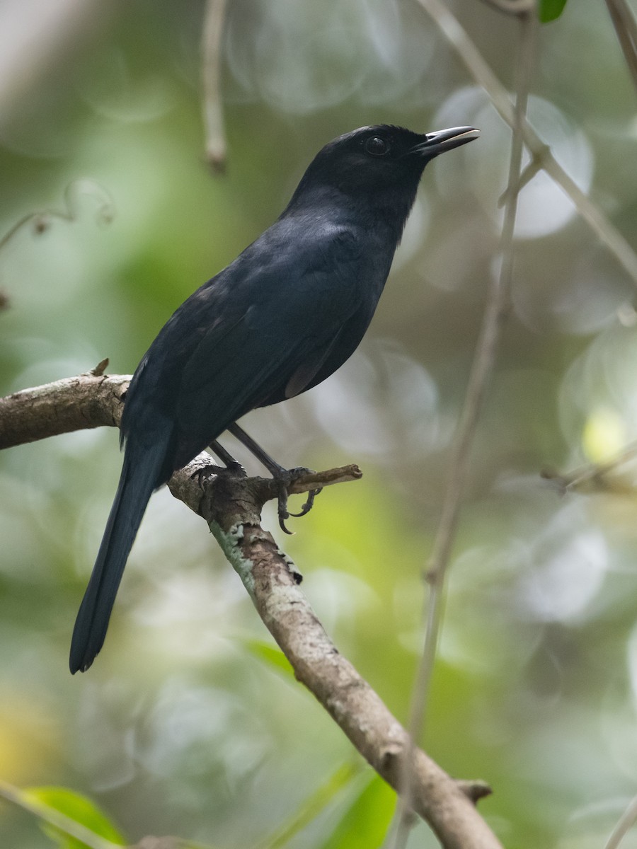 Black Catbird - ML636647731