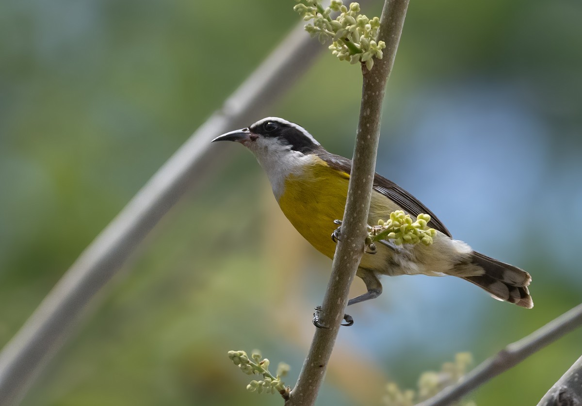 Bananaquit (Cozumel I.) - ML636647741