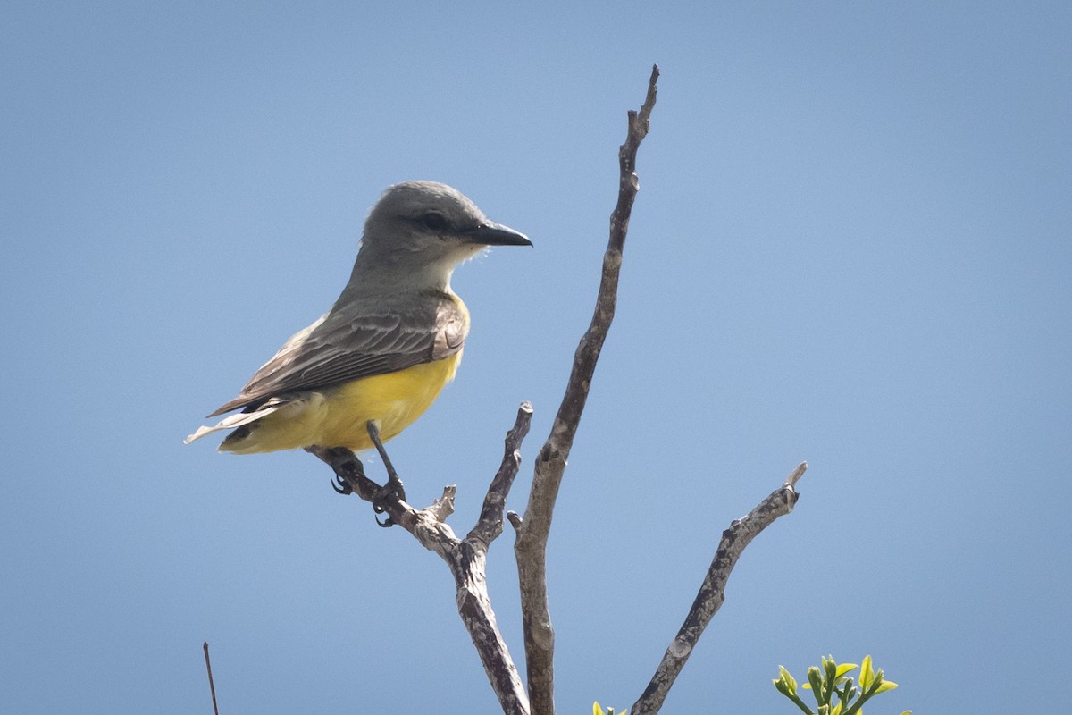 Couch's Kingbird - ML636647873