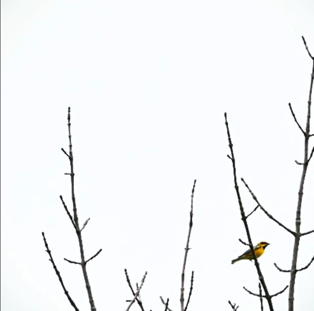 Lawrence's Warbler (hybrid) - ML636647885