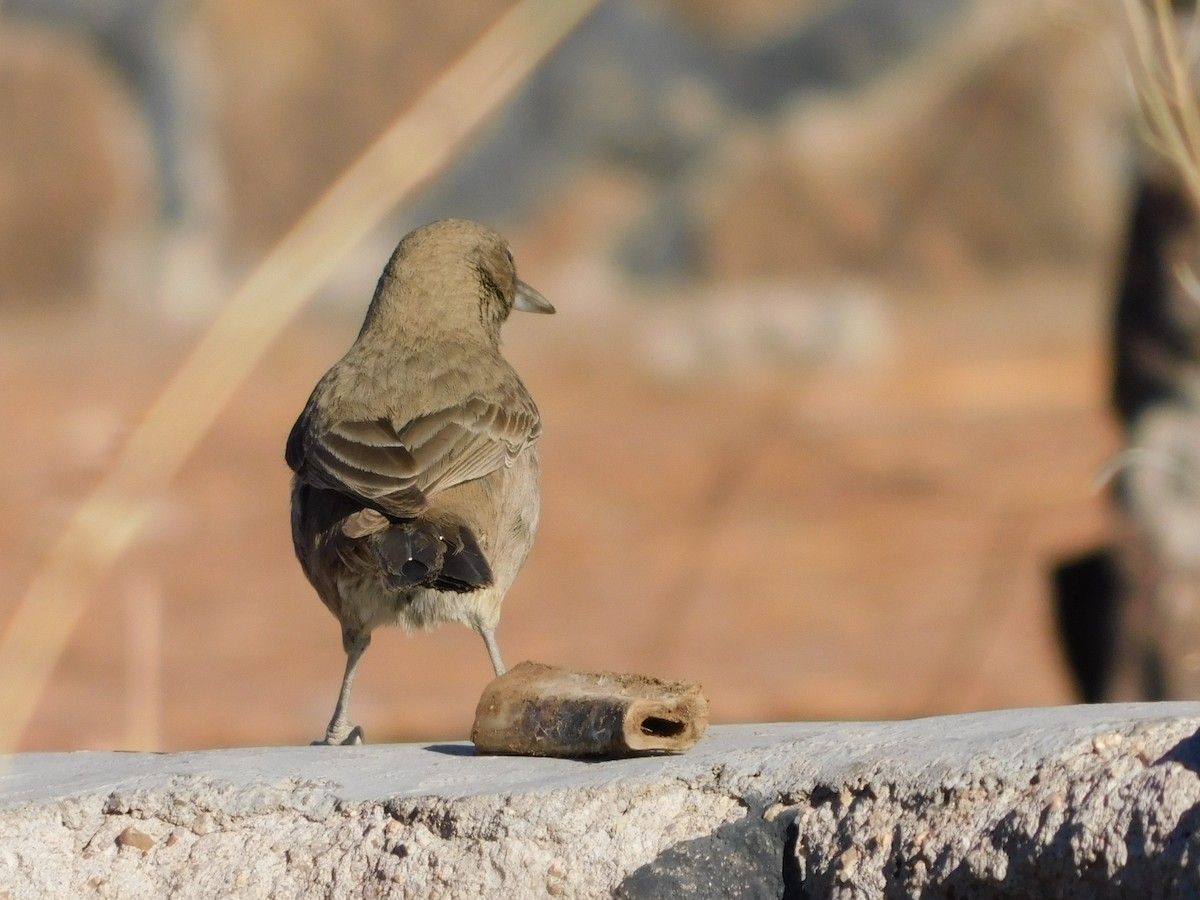 White-throated Cacholote - ML636647925