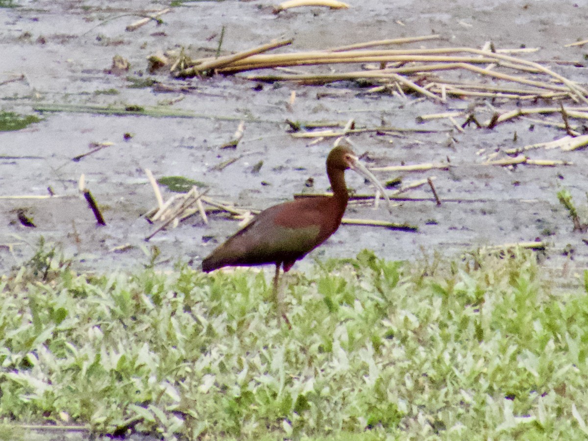 White-faced Ibis - ML636647962