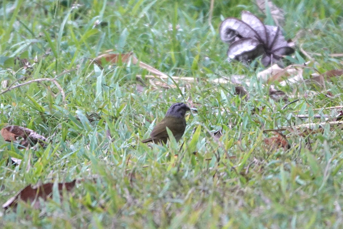 Green-backed Sparrow - ML636647977