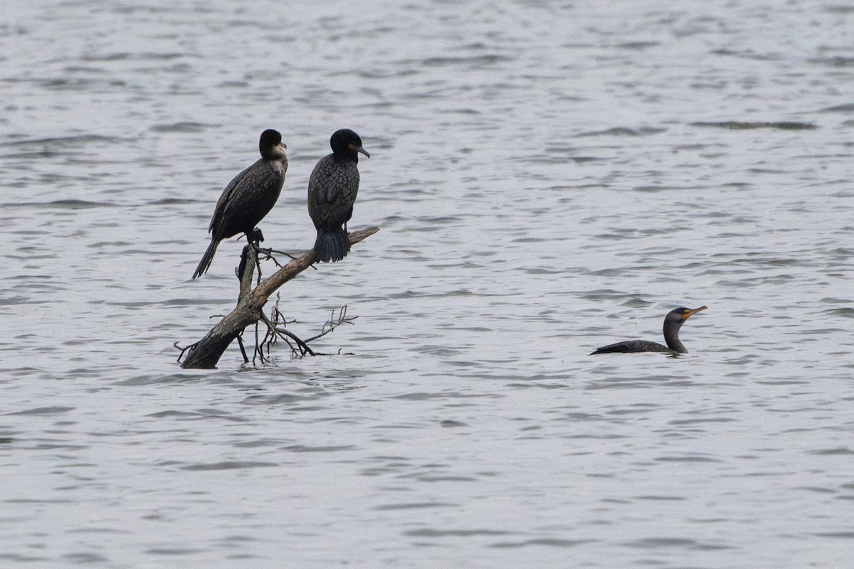 Double-crested Cormorant - ML636648047
