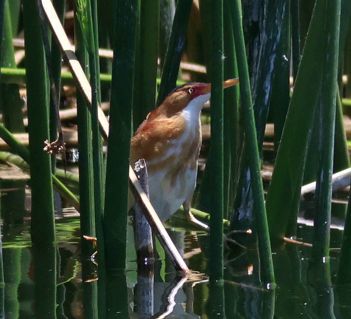 Least Bittern - ML636648063