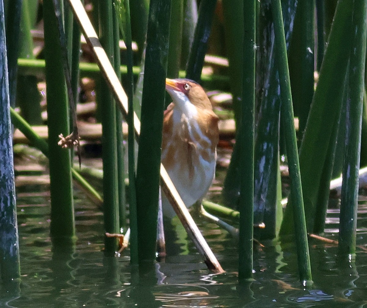 Least Bittern - ML636648065
