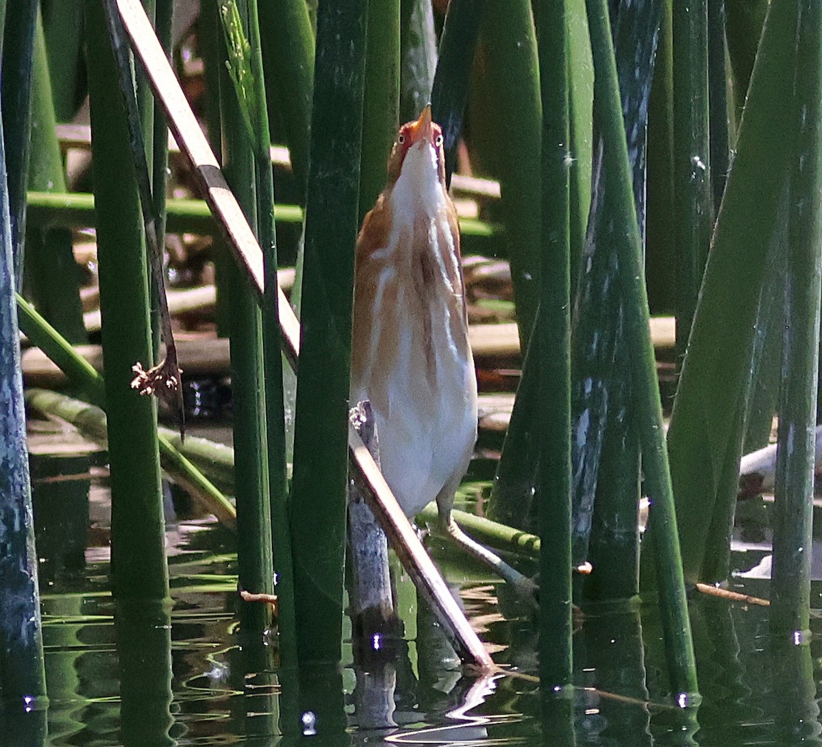 Least Bittern - ML636648068