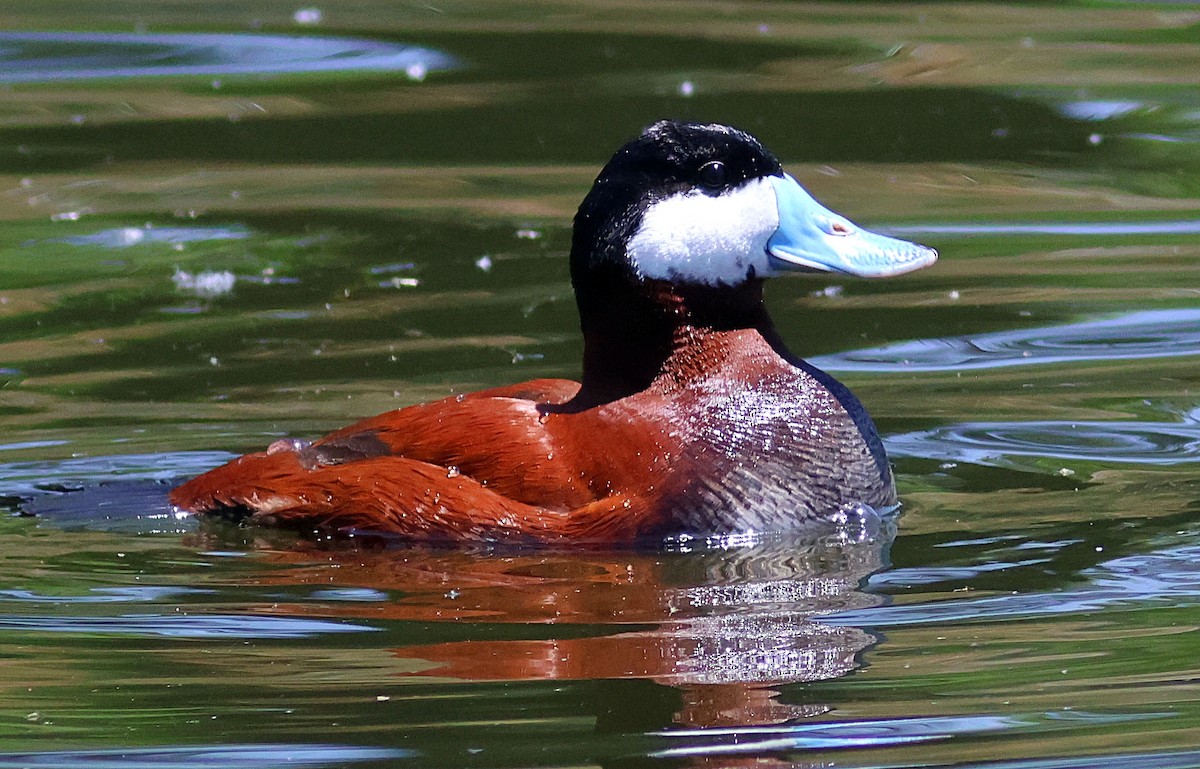 Ruddy Duck - ML636648074