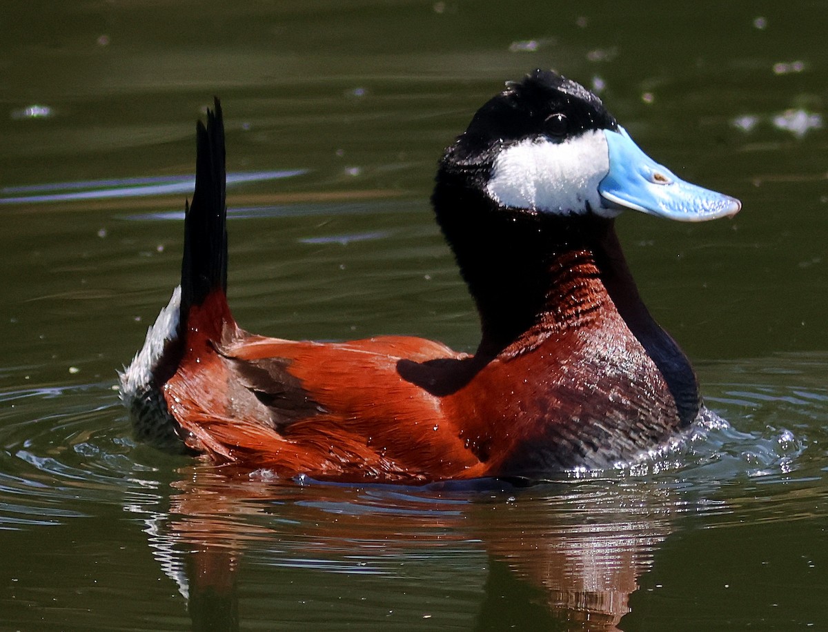 Ruddy Duck - ML636648075