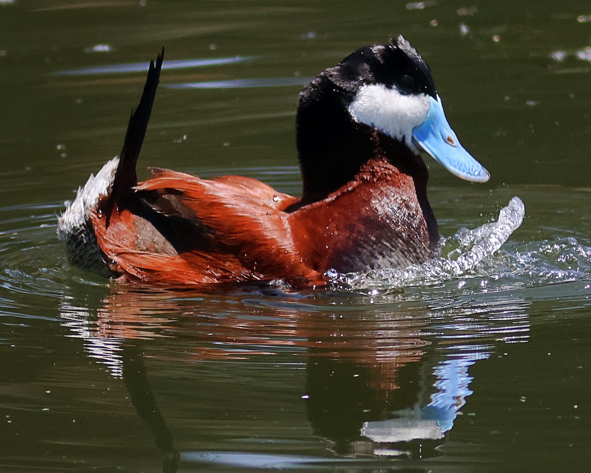 Ruddy Duck - ML636648076