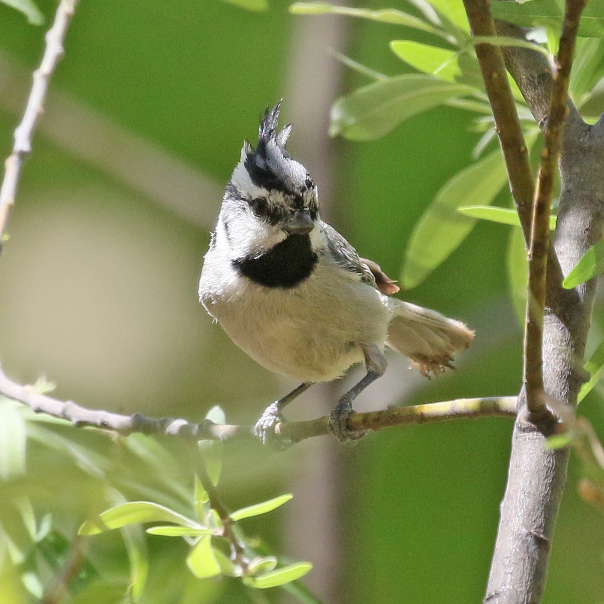 Bridled Titmouse - ML63664811