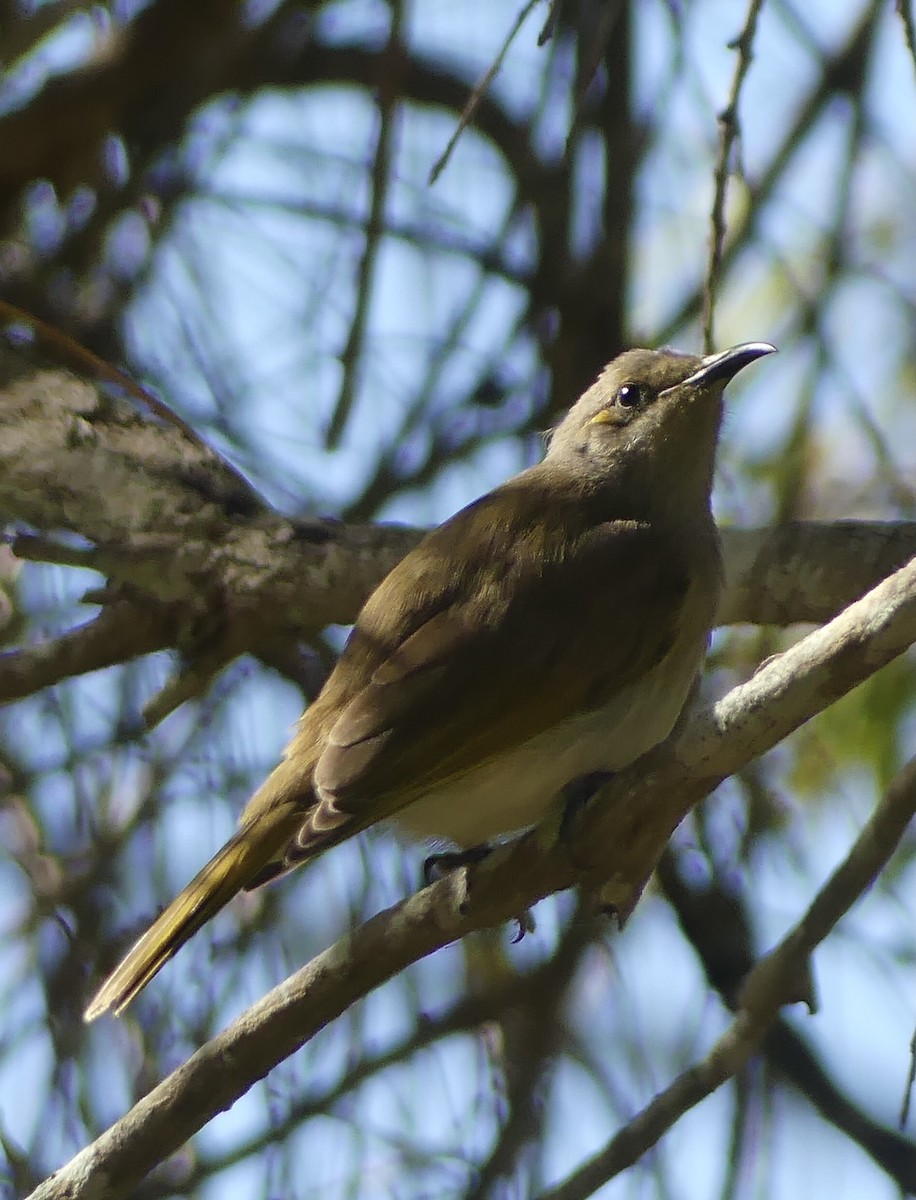 Brown Honeyeater - ML636648184