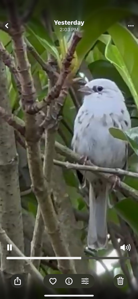 Song Sparrow - ML636648209