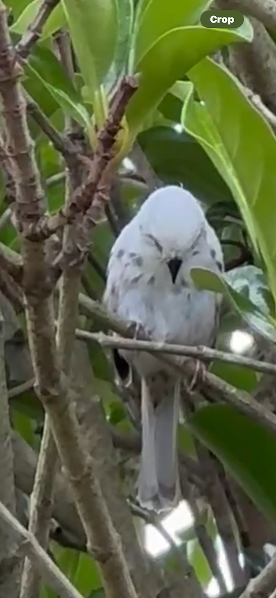 Song Sparrow - ML636648210