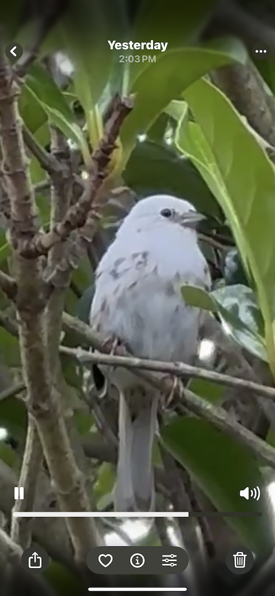 Song Sparrow - ML636648211