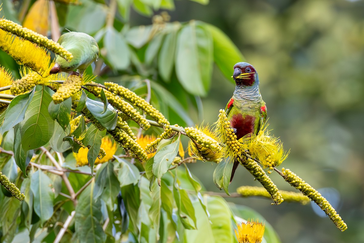 Pfrimer's Parakeet - ML636648308