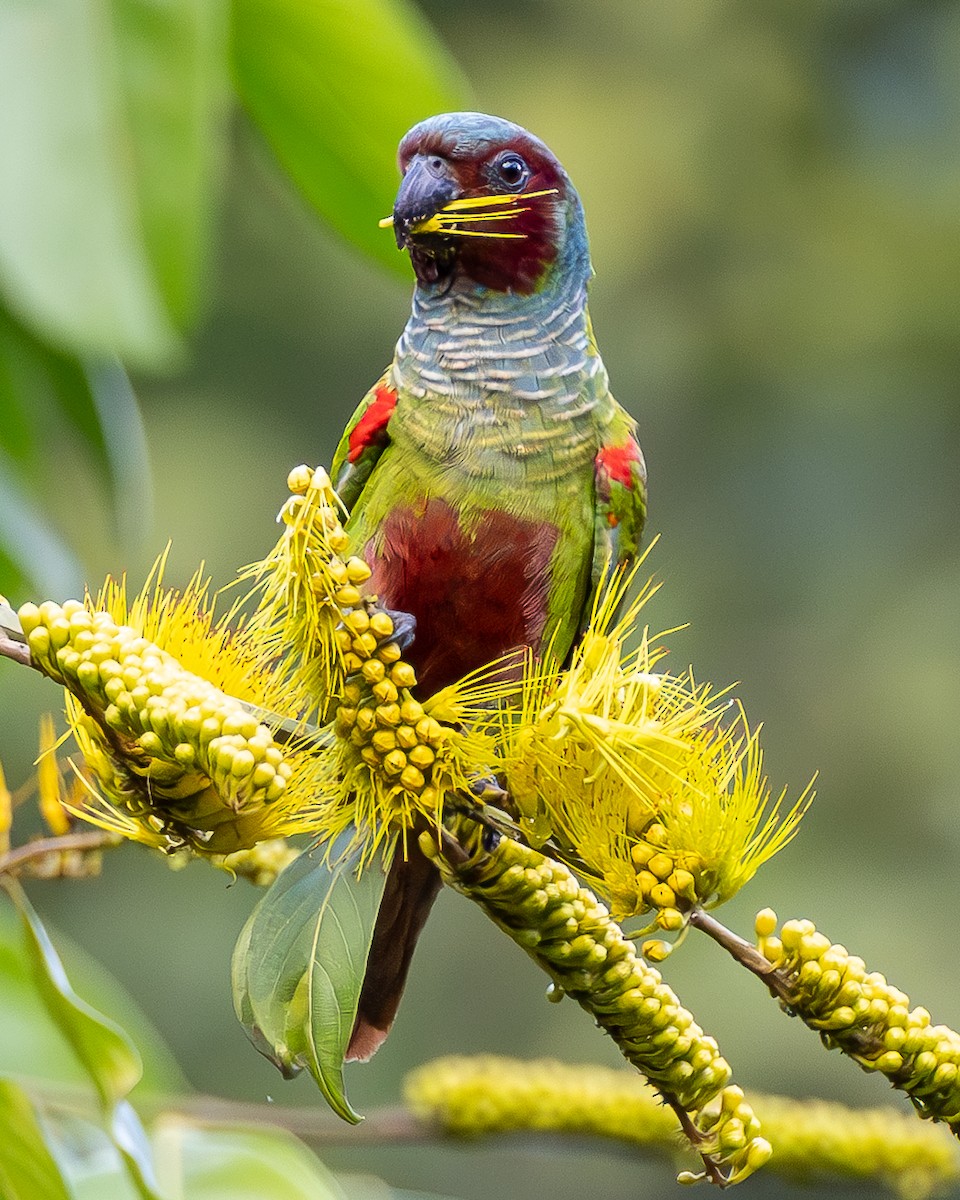 Pfrimer's Parakeet - ML636648311