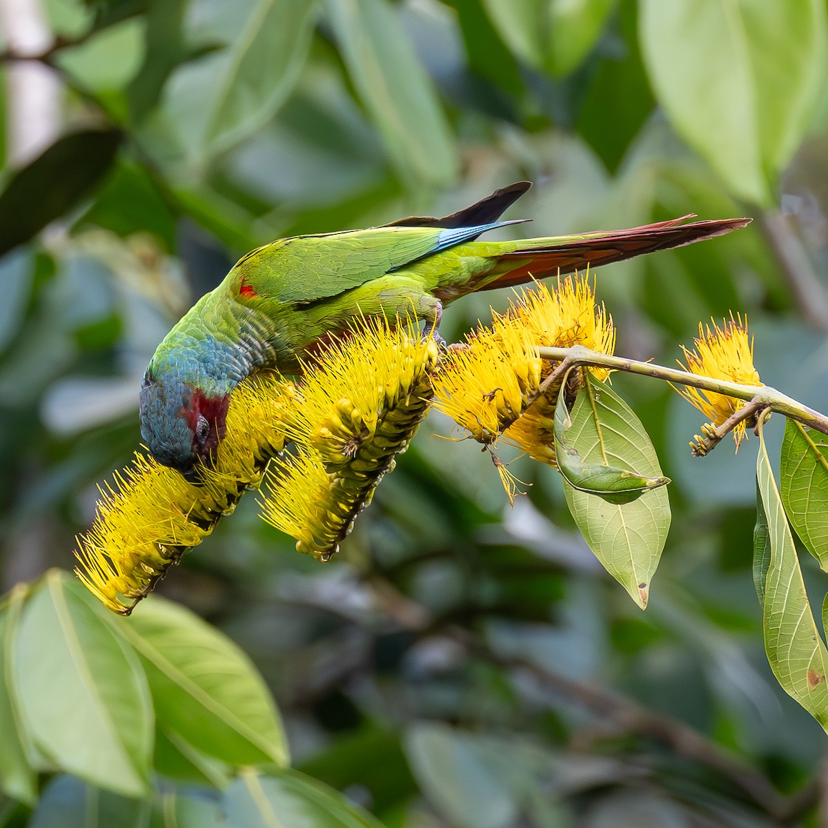 Pfrimer's Parakeet - ML636648314