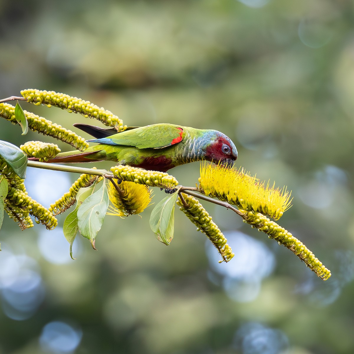 Pfrimer's Parakeet - ML636648316