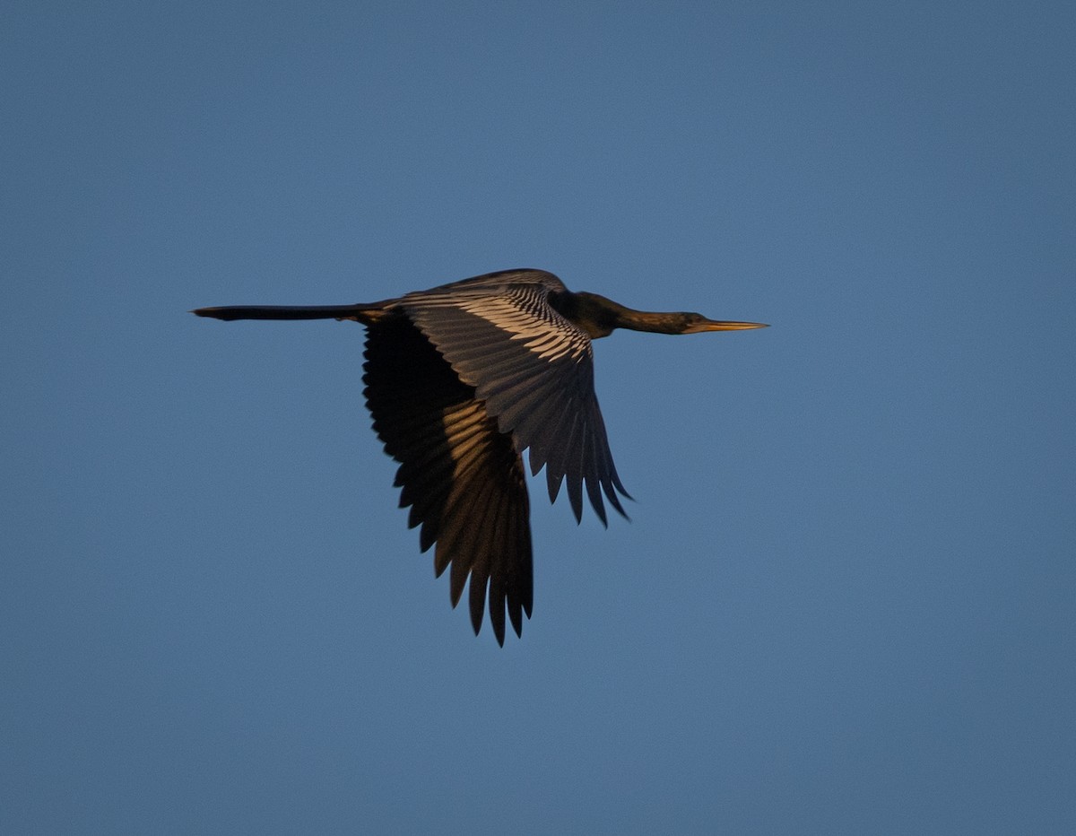 Anhinga - ML636648331
