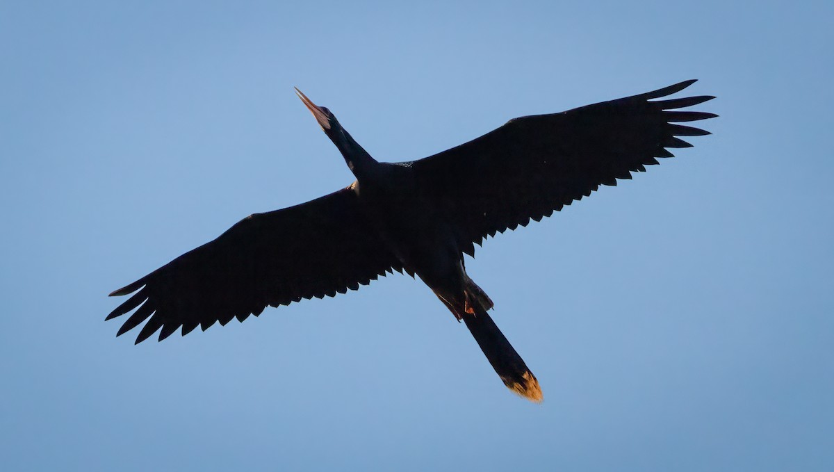 Anhinga - ML636648333