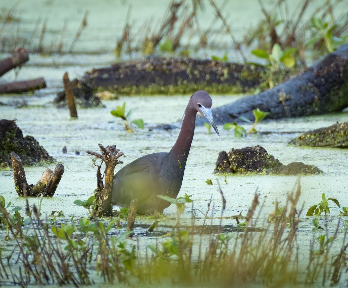 Little Blue Heron - ML636648354