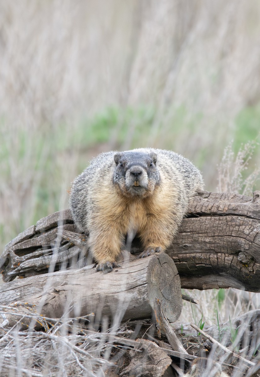 Yellow-bellied Marmot - ML636648400