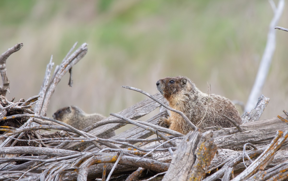 Yellow-bellied Marmot - ML636648401