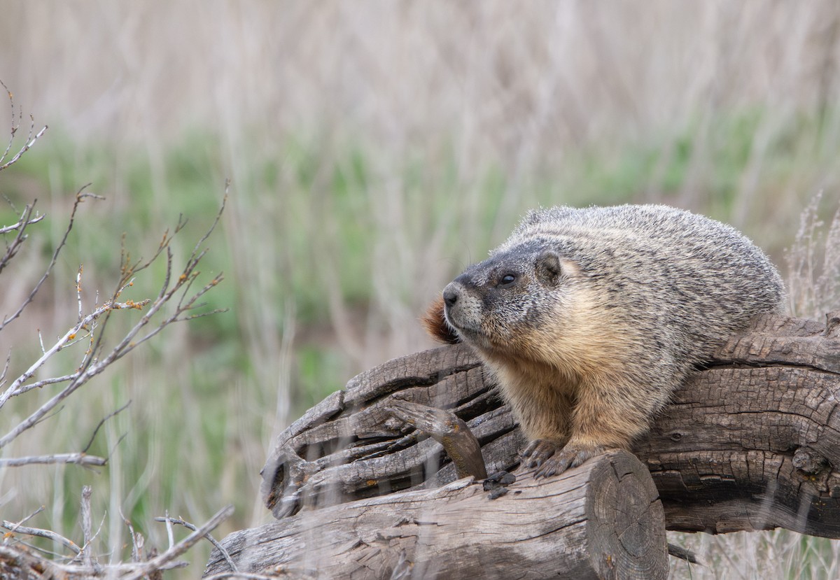 Yellow-bellied Marmot - ML636648402
