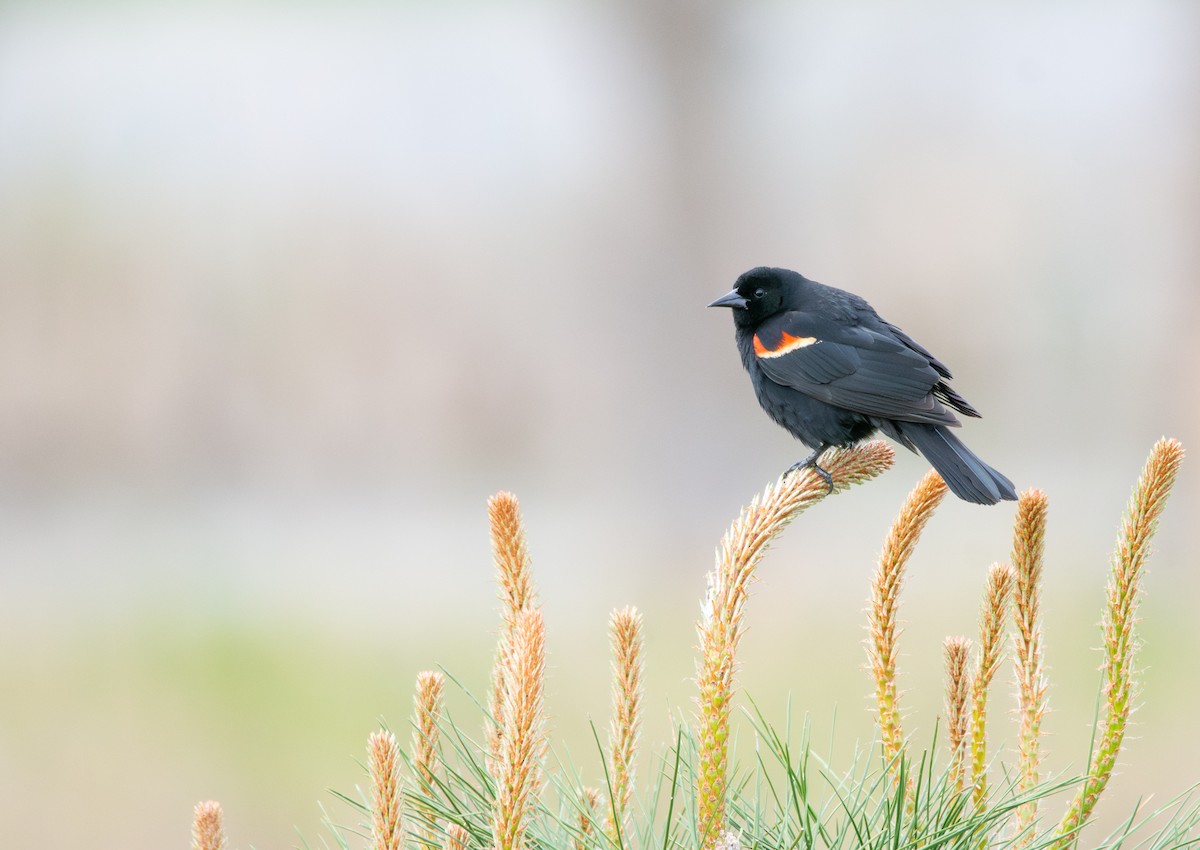 Red-winged Blackbird - ML636648405