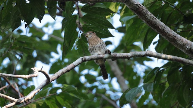 Eastern Striolated-Puffbird - ML636648427