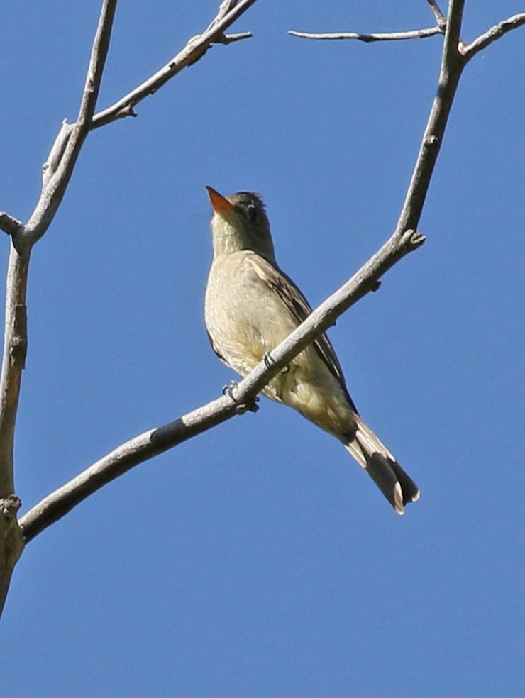 Moucherolle de Coues - ML63664871