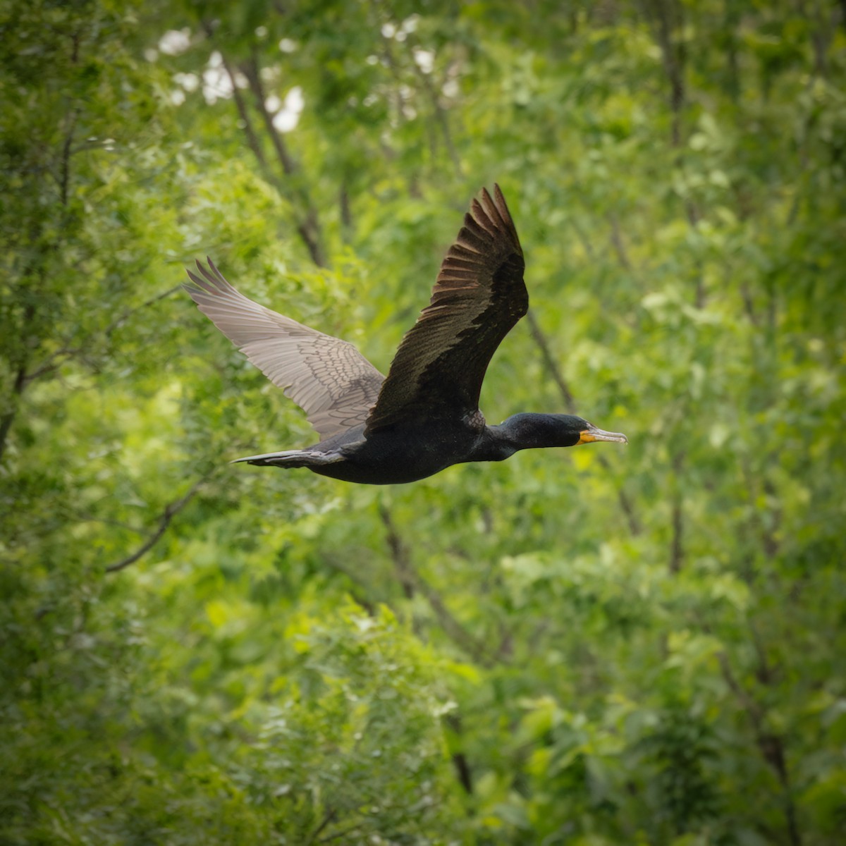 Double-crested Cormorant - ML636648730