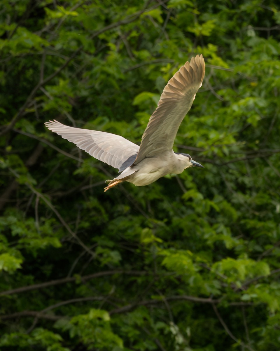 Black-crowned Night Heron - ML636648758