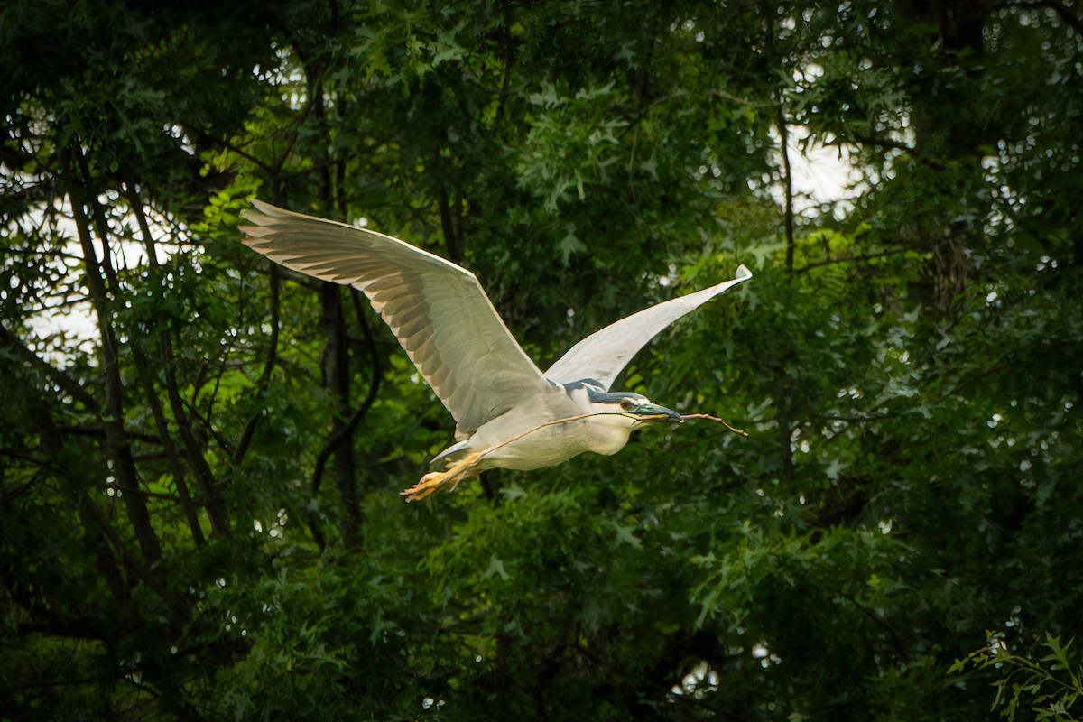 Black-crowned Night Heron - ML636648760