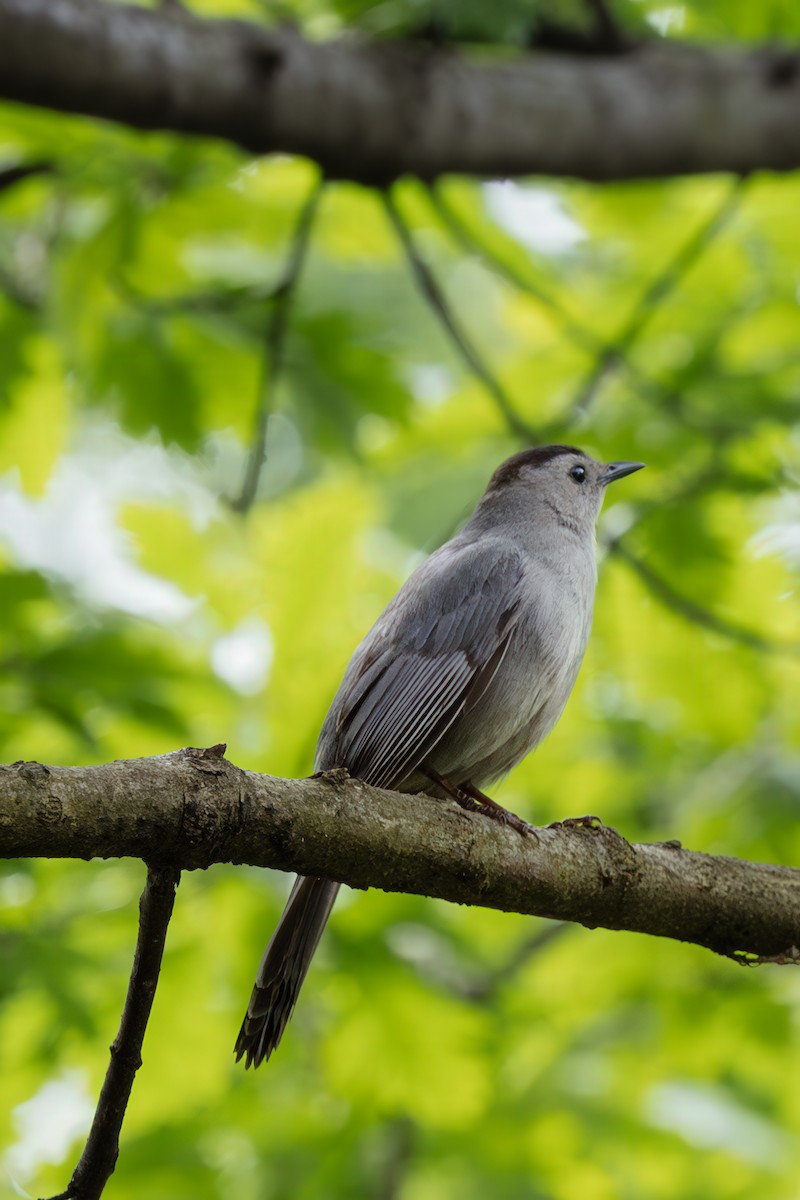 Gray Catbird - ML636648774