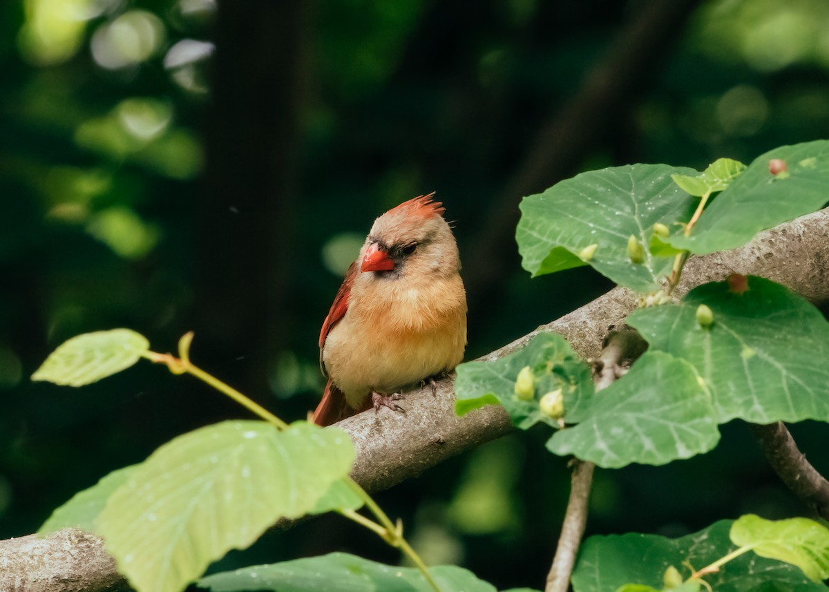 Northern Cardinal - ML636648790