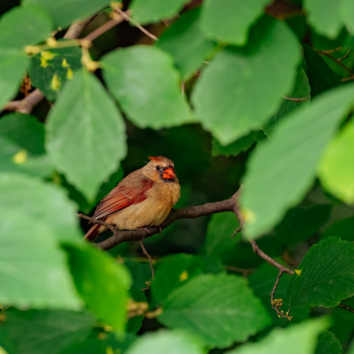 Northern Cardinal - ML636648791