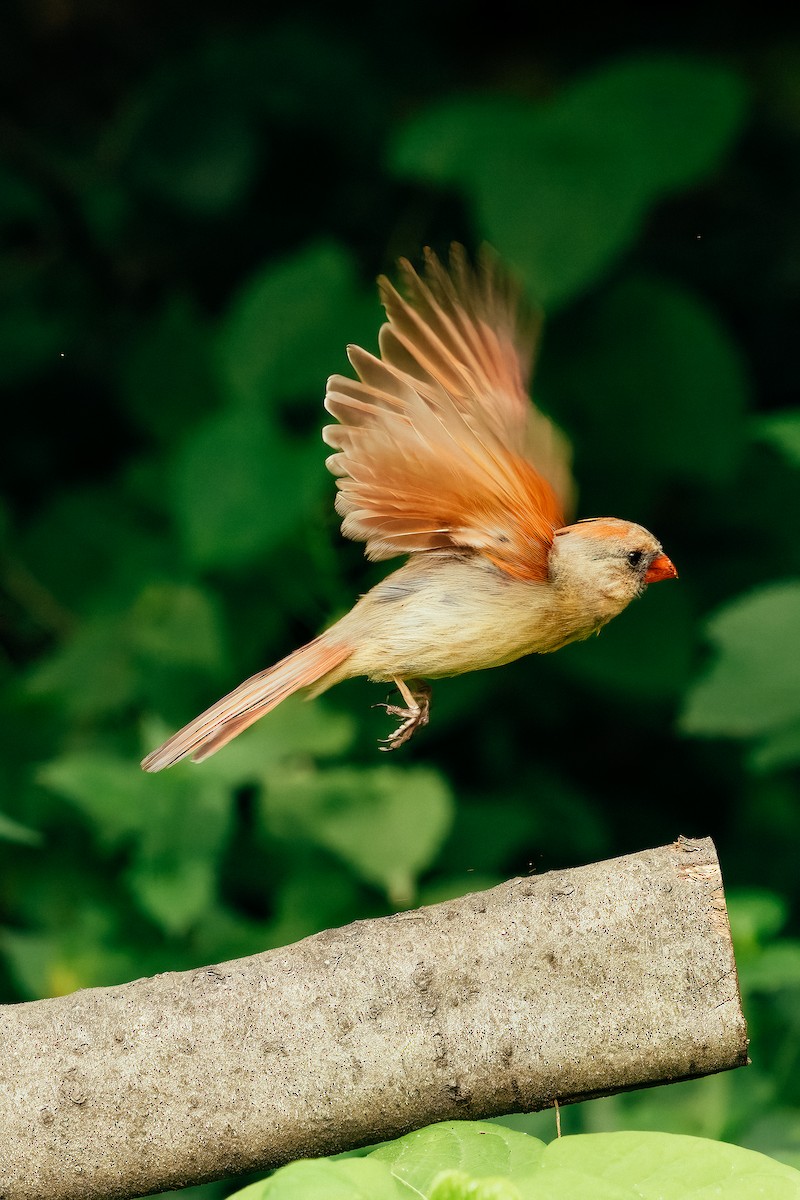 Northern Cardinal - ML636648792