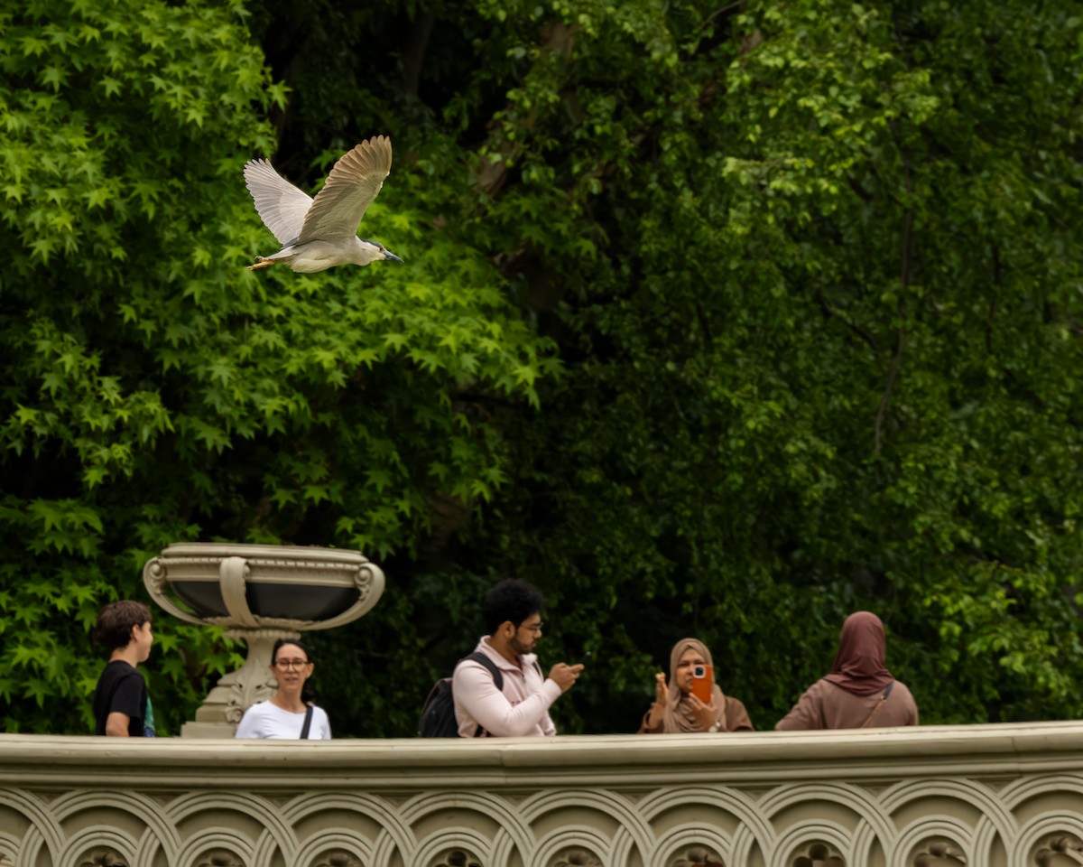 Black-crowned Night Heron - ML636648794