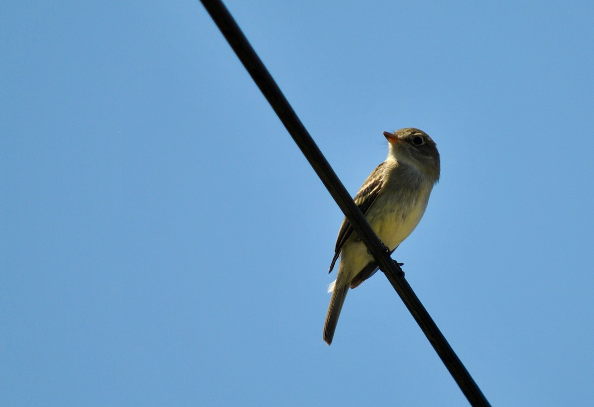 Yellow-bellied Flycatcher - ML636648800