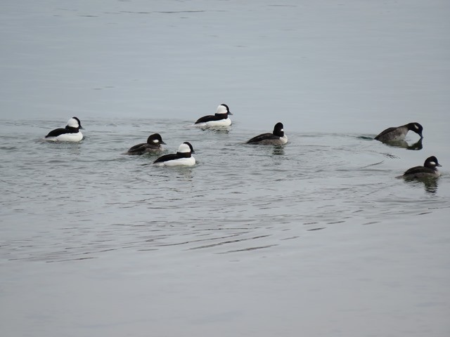 Bufflehead - ML636648820