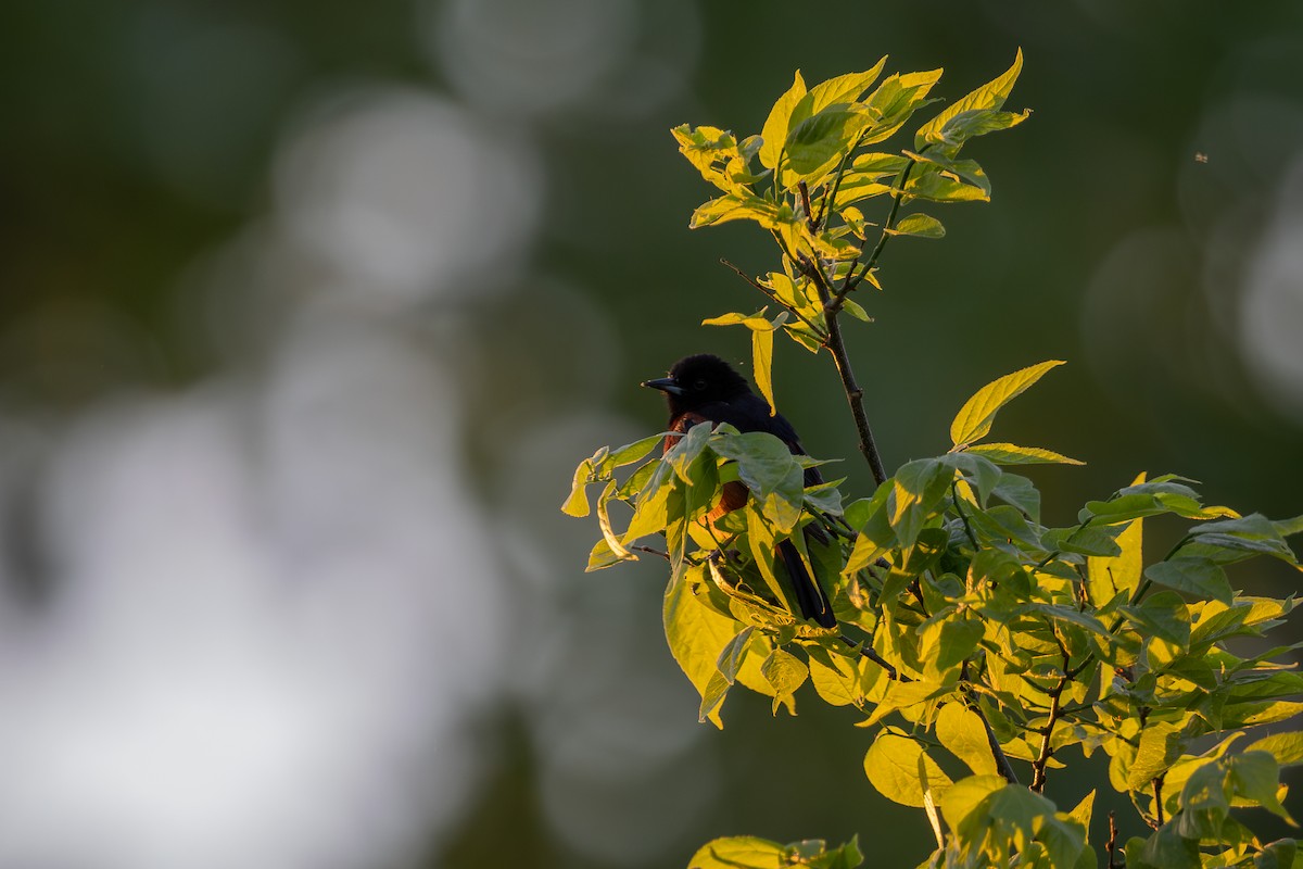 Orchard Oriole - ML636648854