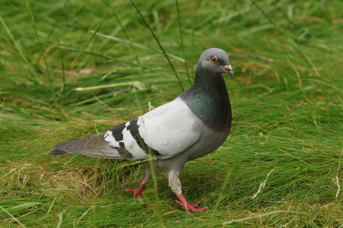 Хөхвөр тагтаа (суурин газрын) - ML636648901